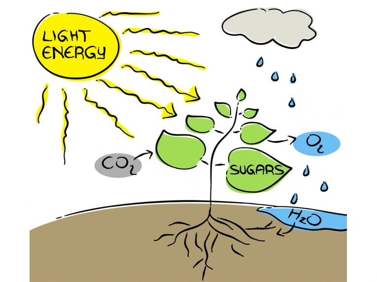 Photosynthesis Dream Renewable Energy 1 02842012 مجلة نقطة العلمية