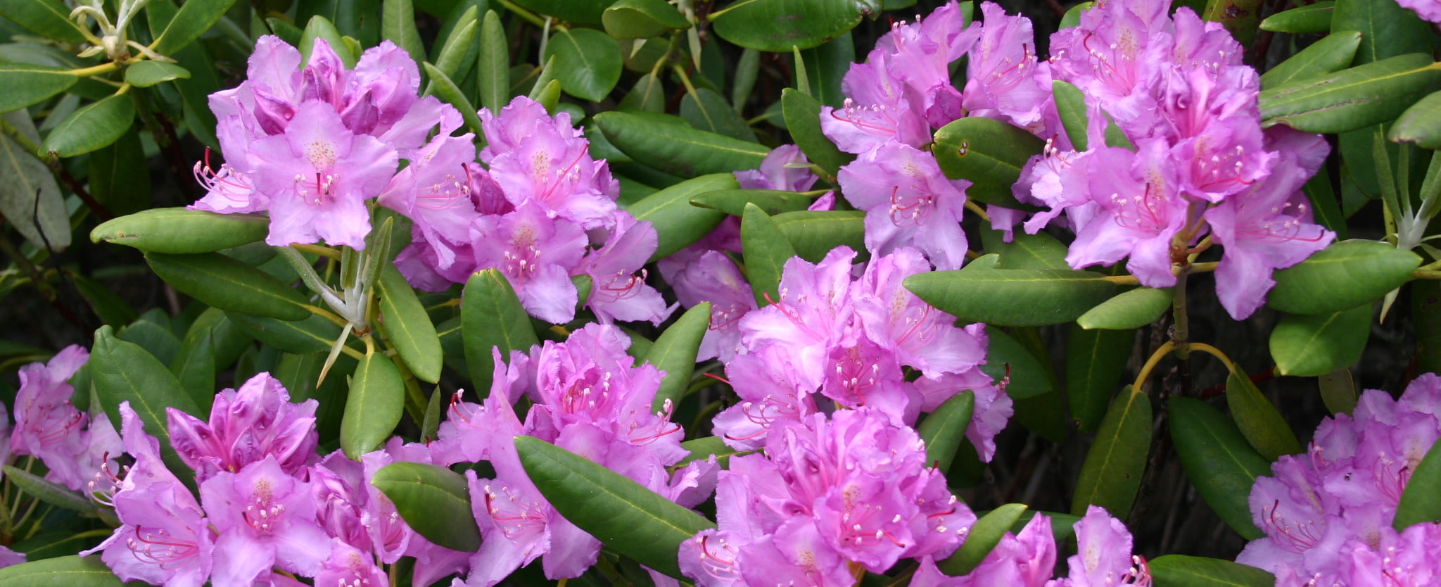 Rhododendron_ponticum_(3)