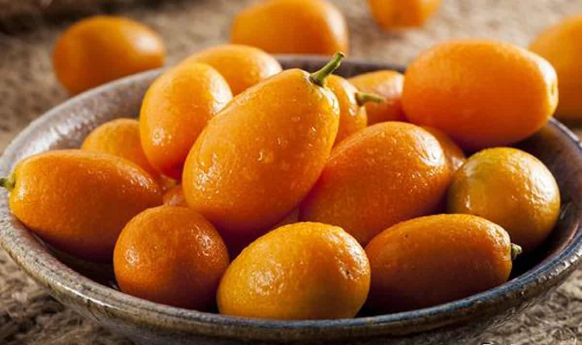 Kumquats مجلة نقطة العلمية