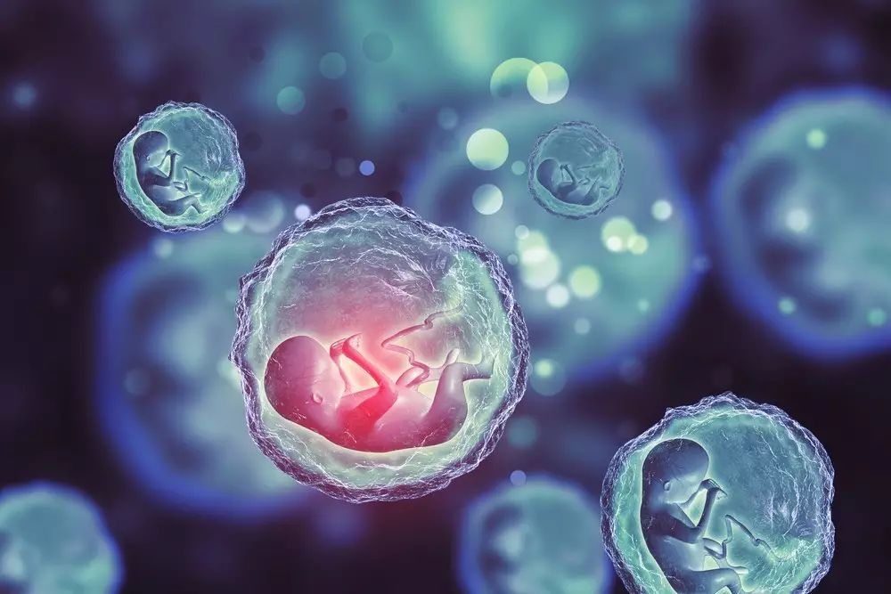 Synthetic Embryos مجلة نقطة العلمية