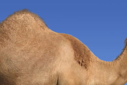 arabian camel 1280x1024 e1409226747406 الجـِمال .. سيّارات المُستقبل !! مجلة نقطة العلمية