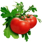 13360581641 الطماطم تحارب السرطان مجلة نقطة العلمية