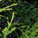 spider web with water droplets AJHD بيت العنكبوت من الناحية العلمية مجلة نقطة العلمية