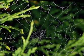 spider web with water droplets AJHD بيت العنكبوت من الناحية العلمية مجلة نقطة العلمية