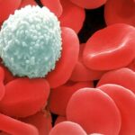 23 كريات الدم البيضاء مجلة نقطة العلمية