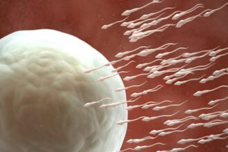 62314567 c0134646 fertilisation art حبوب منع حمل للرجال .. ! مجلة نقطة العلمية