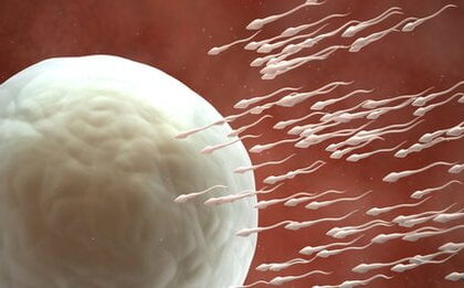 62314567 c0134646 fertilisation art حبوب منع حمل للرجال .. ! مجلة نقطة العلمية