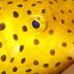 Yellow Boxfish dreamstime 6917554 عن سيارة مارسيدس المستوحاة من سمكة! مجلة نقطة العلمية