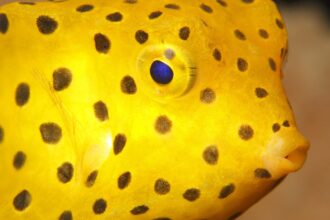 Yellow Boxfish dreamstime 6917554 عن سيارة مارسيدس المستوحاة من سمكة! مجلة نقطة العلمية