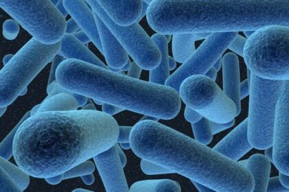 bacteria دارسة: استخراج الوقود الحيوي من بكتيريا معدلة جينيا مجلة نقطة العلمية