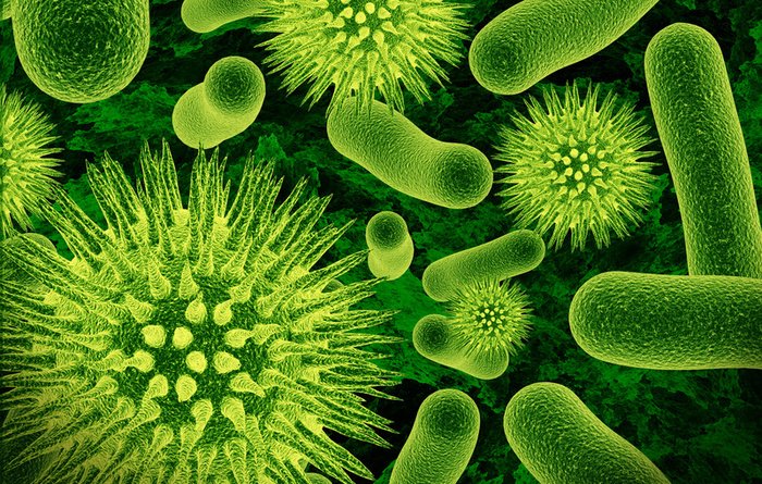 Bacteria 61 مجلة نقطة العلمية