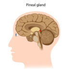pineal gland 2 shutterstock 157672199 WEBONLY العين الثالثة لدى الإنسان مجلة نقطة العلمية
