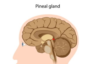 pineal gland 2 shutterstock 157672199 WEBONLY العين الثالثة لدى الإنسان مجلة نقطة العلمية
