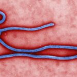 Ebola virus virion إنفوجرافيكس: إيبولا فيروس بدون علاج مجلة نقطة العلمية