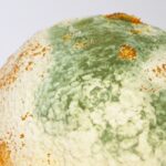 Mouldy Clementine e1409555643168 دراسة: العفن يشكل خطراً على مرضى الربو مجلة نقطة العلمية