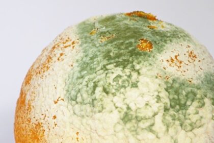 Mouldy Clementine e1409555643168 دراسة: العفن يشكل خطراً على مرضى الربو مجلة نقطة العلمية