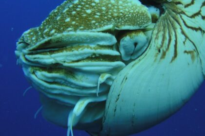 Nautilus Palau أدمغة النوتيلوس الصغيرة قد تساعد في رسم تاريخ تطور الدماغ مجلة نقطة العلمية