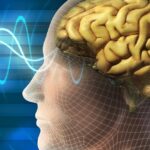 human brain wallpaper الذكريات ترتبط بالأماكن في الدماغ مجلة نقطة العلمية