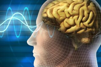 human brain wallpaper الذكريات ترتبط بالأماكن في الدماغ مجلة نقطة العلمية