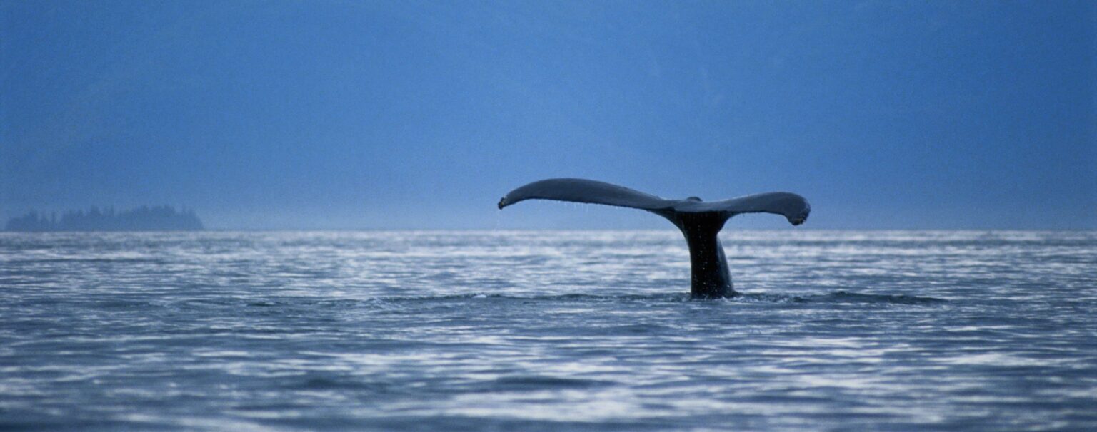 whale tail e1454183792824 المحميات البحرية الحالية غير كافية لحماية النظام البيئي للمحيطات مجلة نقطة العلمية