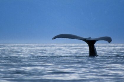 whale tail e1454183792824 المحميات البحرية الحالية غير كافية لحماية النظام البيئي للمحيطات مجلة نقطة العلمية