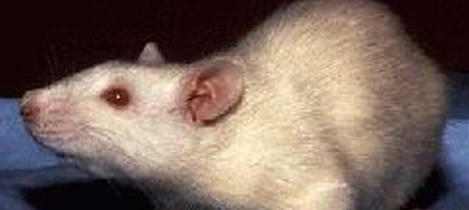 التعرض للمواد السامة يجعل الأحفاد الإناث أكثر عرضة للإصابة بالتوتر 1 400 WS rat e1409909444218 التعرض للمواد السامة يجعل الأحفاد الإناث أكثر عرضة للإصابة بالتوتر مجلة نقطة العلمية