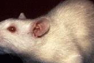 400 WS rat e1409909444218 التعرض للمواد السامة يجعل الأحفاد الإناث أكثر عرضة للإصابة بالتوتر مجلة نقطة العلمية