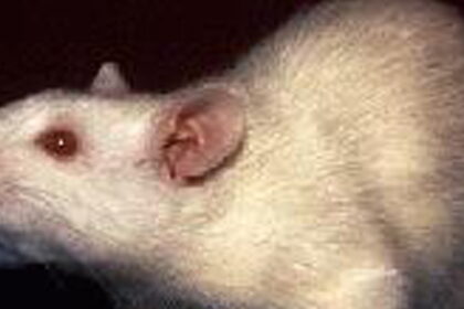 400 WS rat e1409909444218 التعرض للمواد السامة يجعل الأحفاد الإناث أكثر عرضة للإصابة بالتوتر مجلة نقطة العلمية