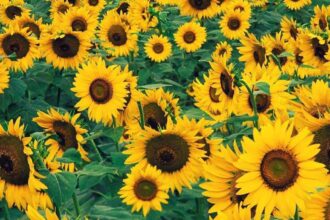 Sunflower3474359 e1410912411652 أهمية فيتامين (E) للجسم مجلة نقطة العلمية