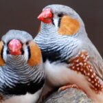 2009 08 07 1611 e1414626579857 الترابط بين أزواج الطيور يتعزز في أدمغتها مجلة نقطة العلمية