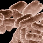 E coli at 10000x original e1413329032716 كبسولة من الفضلات قد تساعد في علاج لتهابات الأمعاء مجلة نقطة العلمية