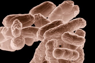 E coli at 10000x original e1413329032716 كبسولة من الفضلات قد تساعد في علاج لتهابات الأمعاء مجلة نقطة العلمية