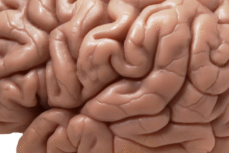 brain e1413154847807 لماذا نحتاج للدماغ مجلة نقطة العلمية