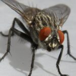house fly e1413536308531 الذباب المنزلي قد يعطي فكرة عن الأمراض البشرية مجلة نقطة العلمية