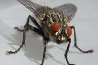 house fly e1413536308531 الذباب المنزلي قد يعطي فكرة عن الأمراض البشرية مجلة نقطة العلمية