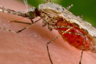 Anopheles stephensi e1415147825351 بكتيريا أمعاء البعوضة الحاملة للملاريا تهاجمها مجلة نقطة العلمية
