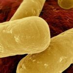 Clostridium difficile e1414964518960 السل المقاوم للأدوية يشكل تهديداً وبائياً مجلة نقطة العلمية