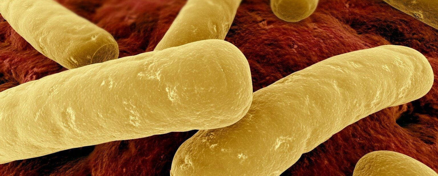 Clostridium difficile e1414964518960 السل المقاوم للأدوية يشكل تهديداً وبائياً مجلة نقطة العلمية