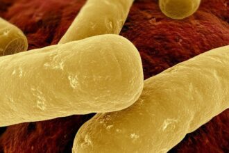 Clostridium difficile e1414964518960 السل المقاوم للأدوية يشكل تهديداً وبائياً مجلة نقطة العلمية