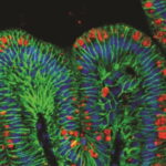 McCracken image6.0.0 cinema 1200.01 e1414889604462 تصنيع معدة بشرية صغيرة من خلايا جذعية مجلة نقطة العلمية