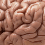 brain 1 e1415446169777 كيف يبقى المخ داخل الجمجمة في الجنين مجلة نقطة العلمية