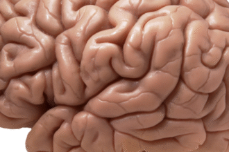 brain 1 e1415446169777 كيف يبقى المخ داخل الجمجمة في الجنين مجلة نقطة العلمية