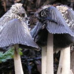 teaserbreit1 e1415921494239 مضادات حيوية جديدة مستخرجة من فطر ينمو في روث الحصان مجلة نقطة العلمية