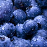 blueberries e1419584257398 التوت البري يخفض من أضرار تناول الدهون مجلة نقطة العلمية