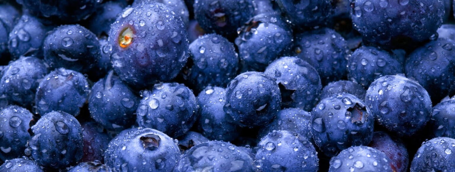 blueberries e1419584257398 التوت البري يخفض من أضرار تناول الدهون مجلة نقطة العلمية