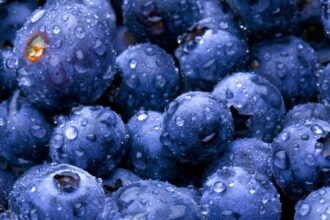 blueberries e1419584257398 التوت البري يخفض من أضرار تناول الدهون مجلة نقطة العلمية