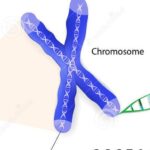 human cell chromosome telomere repeating sequence double stranded dna located ends chromosomes each time 36989577 e1419282323783 الاكتئاب ليس مجرد مرض يوجد في رؤوسنا مجلة نقطة العلمية