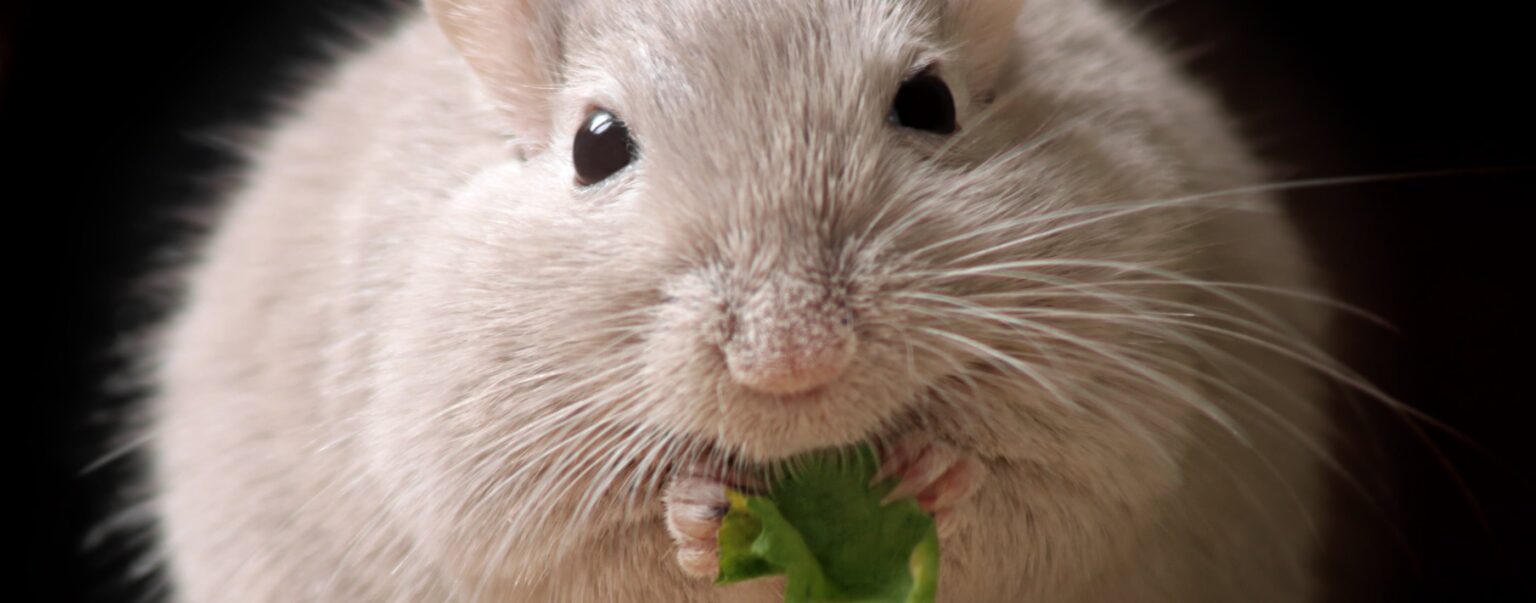 Fotolia 38481843 Mirko Raatz e1423333696128 أول دليل على تسبب السمنة في سرطان البنكرياس مجلة نقطة العلمية