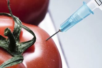 features GMfood 1 e1422860668431 لماذا تعتبر الهندسة الوراثية الحل الطبيعي للزراعة المستقبلية مجلة نقطة العلمية