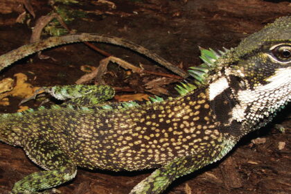 01newdragon e1432238677277 اكتشاف أنواع جديدة من التنانين في أمريكا الجنوبية مجلة نقطة العلمية